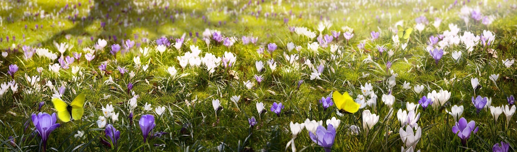 About Coconut Creek FL